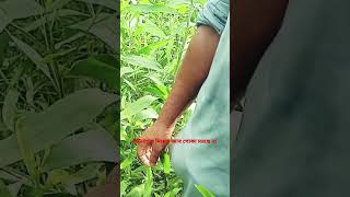 কীটনাশক দিয়েও জাব পোকা মরছে না  #viral #agriculture #farming #কৃষি