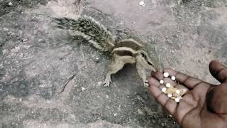 Squirrel at Ranthambhore Fort