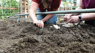 Tuintje in de kast 2 knoflook en uien