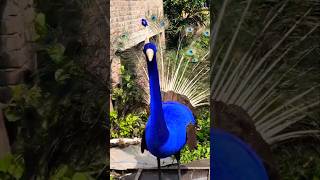 O dekho mor😍🦚#shorts #peacock #sound #dance #music #viralvideo #ytshorts