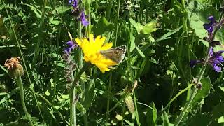 カルタミチャバネセセリPyrgus carthami (Safflower skipper) 2024/06/27 Les Launes France