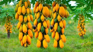 Easy Grow Papaya in Harvest large papaya With new planting methods