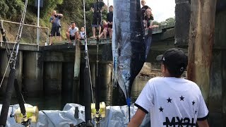 Targeting the New Zealand Striped Marlin! (EPIC footage boat side)