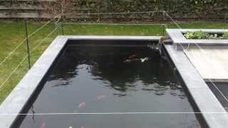 My koi pond 2