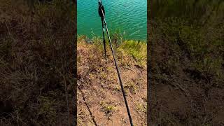 Run Forest Run Carp Run Amazing Sound #fish #hobby #fishing #run #carprun #carpfishing