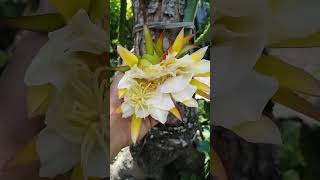 dragon fruit flower. after sun rise.