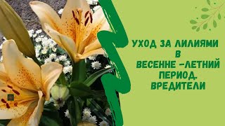 Уход за лилиями в весенне -летний период. Вредители