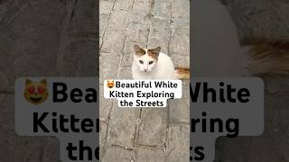 Beautiful White Kitten Exploring the Streets – A Heartwarming Moment