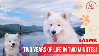 Незабываемые моменты: два года жизни самоеда Луны за 2 минуты #samoyed