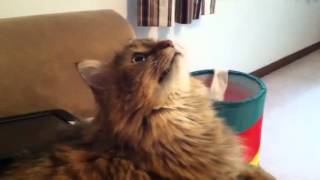 Maine coon chatter