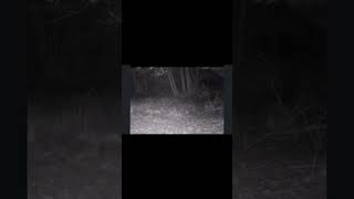 Bobcat Killing Fawn Caught on Trail Cam Video #hunting #shorts  #wildlife #buzzardbaitoutdoors