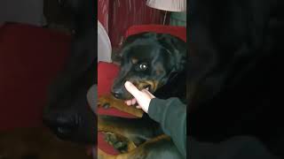 Rotti Rumble #rottweiler #doglover #rottweilerworld #dog #rottweilerdog #rottweilers