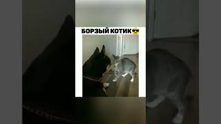 Кот боксёр 🥊 #shorts #приколы #2022 #смех #ржака #рекомендации #смешныекоты