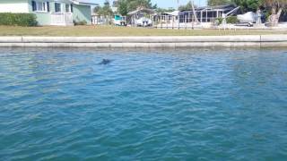 Dolphins in Englewood Florida Area