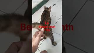 bengal jantn #kucing #shots #viral