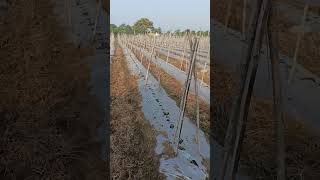 Tomato transplantation after 5 days #farming #vegetablefarming #dripirrigation