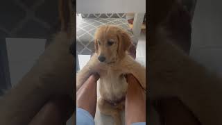 Golden retriever puppy Brody #goldenretriever #puppy #dog #funny #cute #goldenretiever #goldenbreed