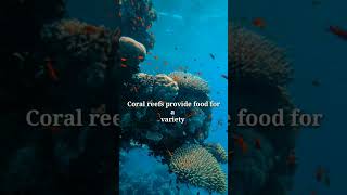 Surprising facts about coral reefs | coral reefs