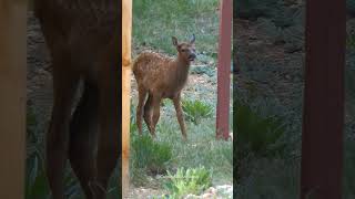 Baby Elk Calf with Wobbling Legs Lays Down