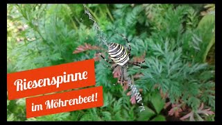 Naturnaher Garten: Wespenspinne | Wildlife in my garden: wasp spider | Argiope bruennichi