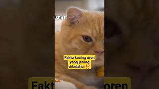 Fakta kucing oren yang jarang diketahui ⁉️ #kucinglucu #kucingimut #viral #shortsfeed