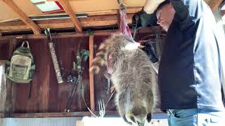 Raccoon skinning. Slow and steady!