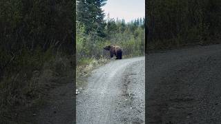 I got stuck behind a brown bear for 45 minutes #katmai #bear #wildlife