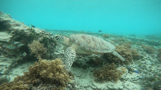 Snorkeling Trip Gili Trawangan, Gili Meno & Gili Air Bersama Wisata Lombok Tour & Travel