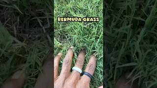 Exploring Bermuda Grass #shorts