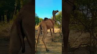 Animal eating the tree in desert 🏜️. #viralshort #trending #animals #camelshorts