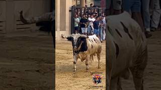 🔝QUE TORAZO! UN MONTEVIEJO POR BETXI. UN PELAJE😍