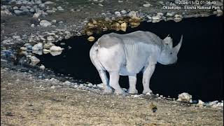 Black Rhino with some sort of marking on its back