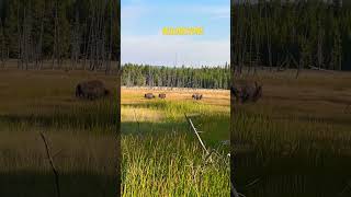 Yellowstone, bison