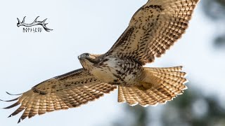 Birds of Prey ATTACK! | Off Grid Living Vlog