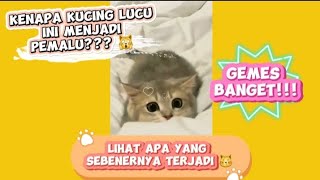 Kenap4 kuc1ng lucu ini menj4di pem4lu??? 🙀 Lih4t apa y4ng seben4rnya terj4di 😽