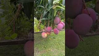 Beautiful purple mango