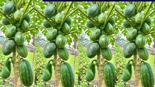 New method of planting Papayas tree with coca and bananas to get more fruit than usual​