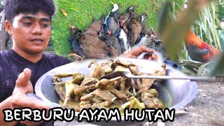 BERBURU AYAM HUTAN DI SULTENG||POIN PADA BERJATUHAN BERSAMA  @zenhunter94 "ZEN HUNTER "