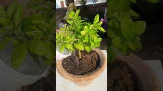 Plant Repotting 109 (Vinca)..#ytshorts #trending #trendingshorts #shorts #gardening #vinca #plants