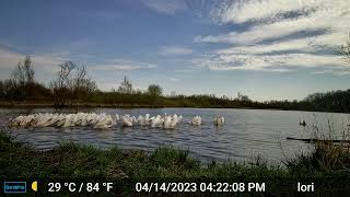 Pelicans in Northwest Indiana