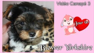 Bébés Biewer Yorkshire Puppies - Jour 60 - Vidéo Canapé 3