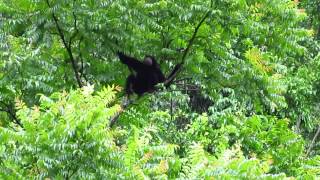 Siamang calling at Gopeng