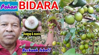 POKOK BIDARA KAMPUNG | BUAH LEBAT