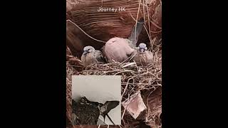 Birdnest ❤️ #birds #birdnests #birdsounds #shortvideo #trending