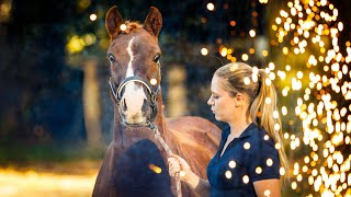 Mein Jahr 2019 - Jahresrückblick mit Anja, Solido + den Ponies