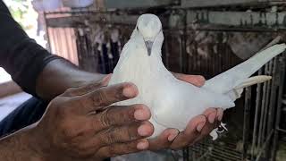 Mix Pigeon House | Pigeon House In Indoor Place.| Shanto Islam