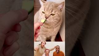 cute cat eating #shorts #catandbaby #catfunnyvideo