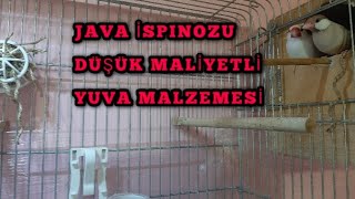 Java İspinozu ucuz maliyetli yuva malzemesi