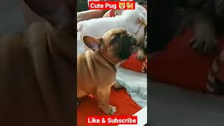 Cute Pug 🐶🐕 barking #dog #youtube #shorts #viral