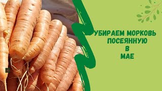 Убираем морковь посеянную в мае месяце